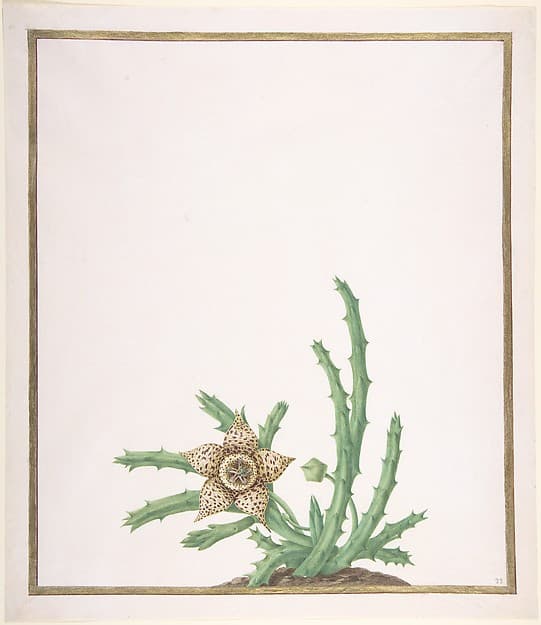 A Stapelia Variegata