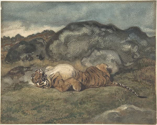 Tiger Rolling on Its Back