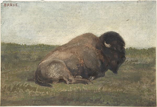 Bison Lying Down