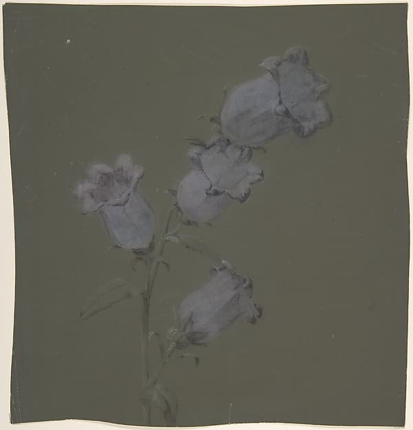 Spray of Canterbury Bells