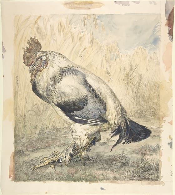 The Old Cock