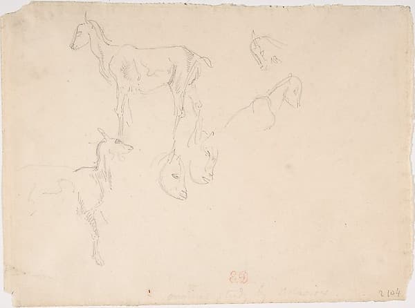 Studies of a Goat