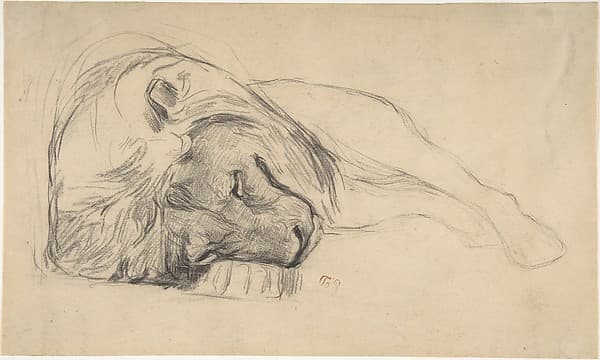 The Head of a Recumbent Lion