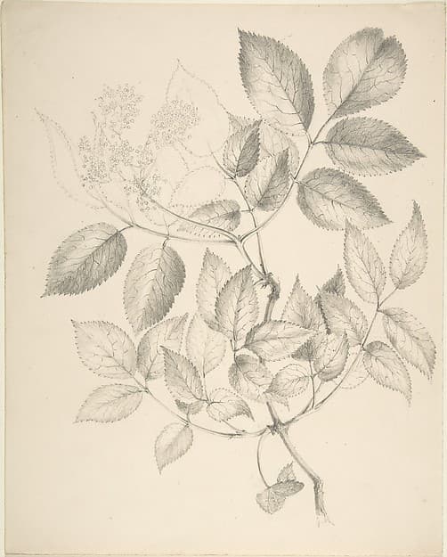 Leaves and Flowers