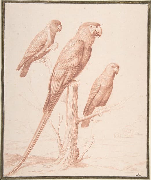 Three Parrots