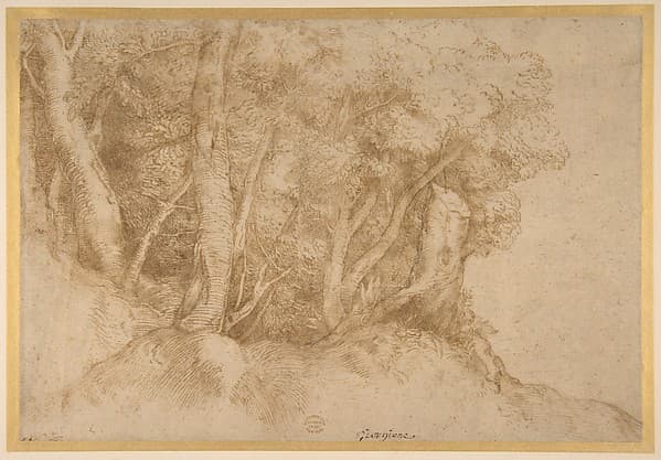 Group of Trees