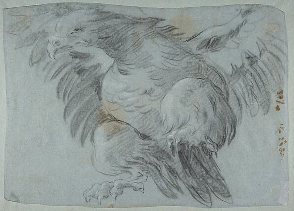 An Eagle with Wings Spread