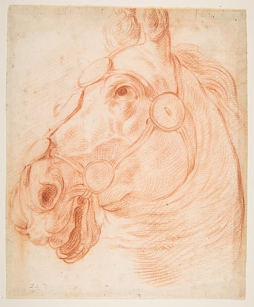 Study for a Horse's Head