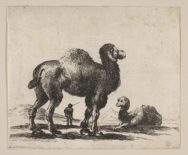 Plate 17: Camels, from "Various animals" (Diversi animali)