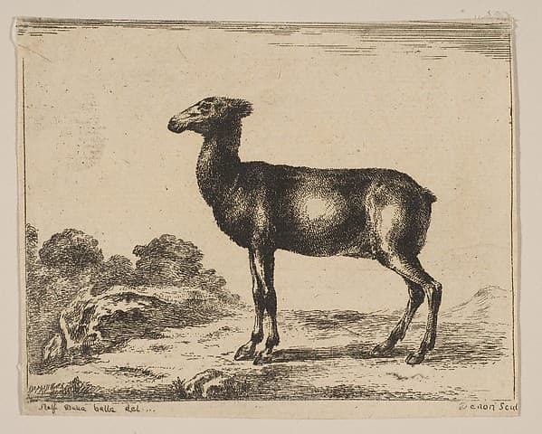 Plate 15: doe, from 'Various animals' (Diversi animali)