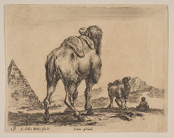Plate 18: Camel viewed from behind with pyramid at left, from "Various animals" (Diversi animali)