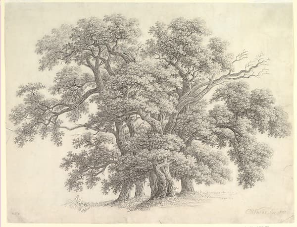 Study of Oak Trees (recto)