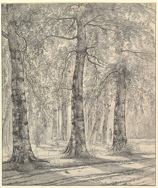Woodland Scene