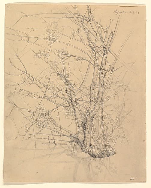 Study of a Tree Standing in Water in the Düsseldorf Hofgarten; verso: Studies of Plants