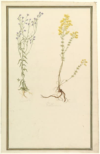 Botanical Studies
