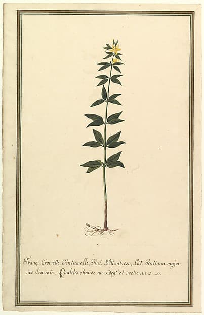 Botanical Study of a type of Yellow Gentian (genus Gentiana Major) (recto); Botanical Study of the Ascyrum Hypericoides (verso)
