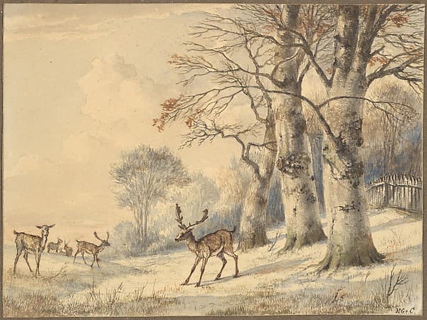 Deer under Beech Trees in Summer