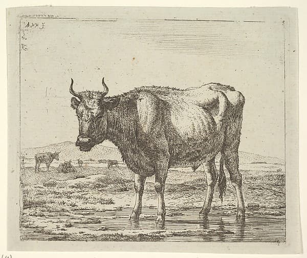 Bull Standing in Water, from Different Animals