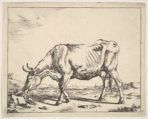 Cow, after Paulus Potter