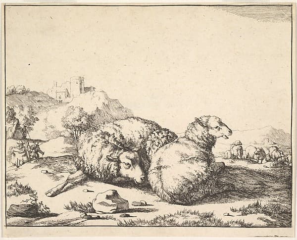 Sheep, from a set of 16 plates