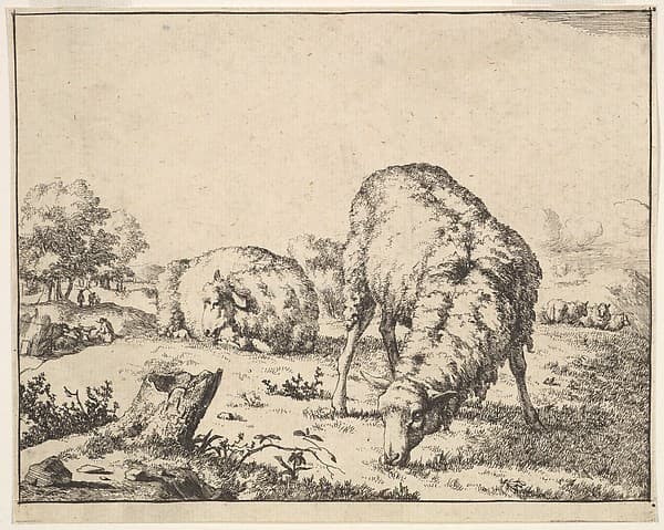 Sheep, from a set of 16 plates