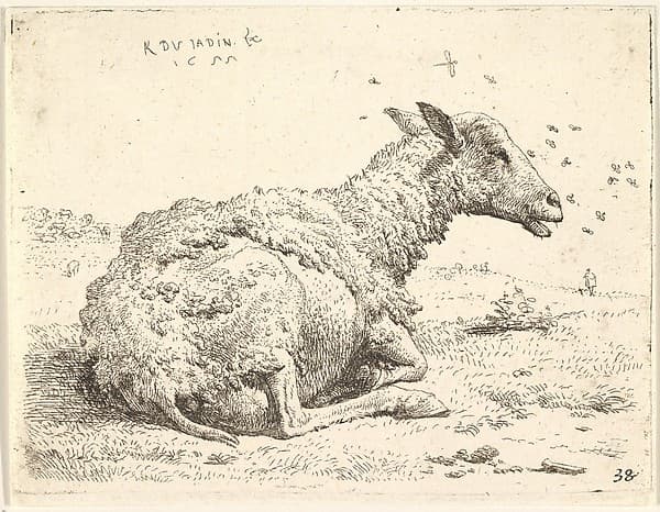 Partially shorn sheep lying in the grass with insects hovering around its head