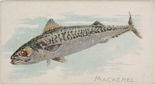 Mackerel, from the Fish from American Waters series (N8) for Allen & Ginter Cigarettes Brands