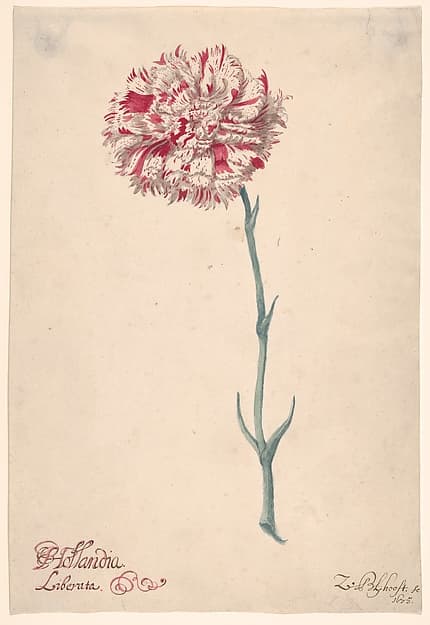 A Carnation ("Hollandia Liberata")