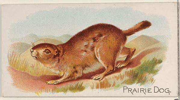 Prairie Dog, from the Quadrupeds series (N21) for Allen & Ginter Cigarettes