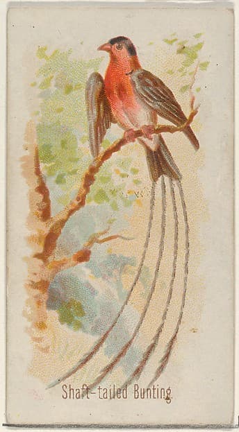 Shaft-tailed Bunting, from the Song Birds of the World series (N23) for Allen & Ginter Cigarettes