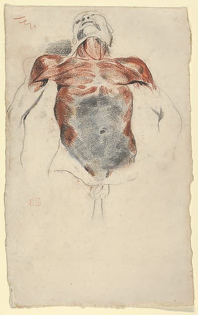 Ecorché: Torso of a Male Cadaver