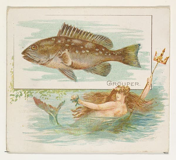 Grouper, from Fish from American Waters series (N39) for Allen & Ginter Cigarettes
