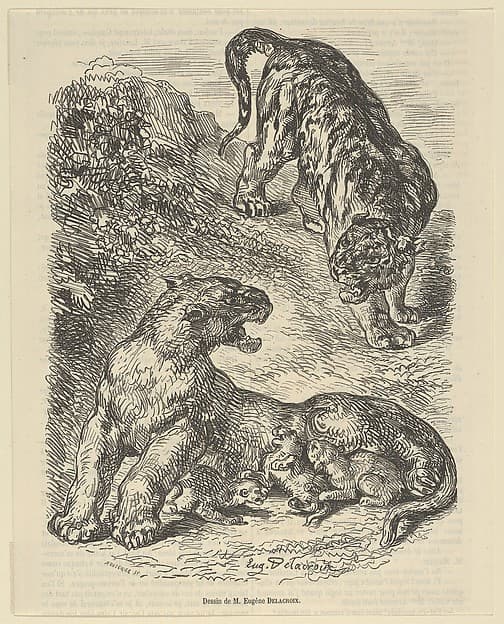 Tigress Attacked by a Tiger While Nursing her Young