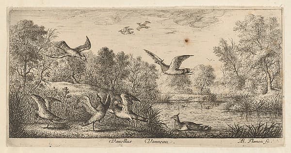 Vanellus, Vanneau (The Lapwing), from "Livre d'Oyseaux" (Book of Birds)