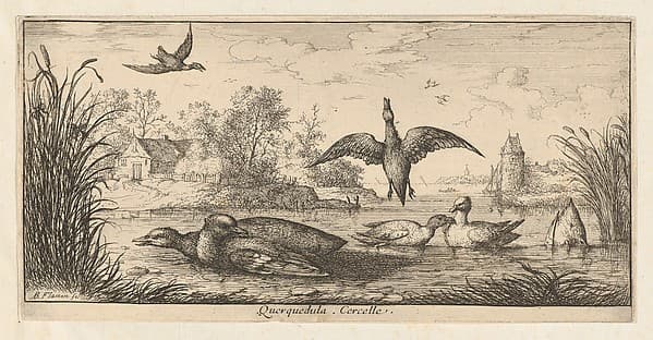 Querquedula, Cercelle (The Teal), from "Livre d'Oyseaux" (Book of Birds)