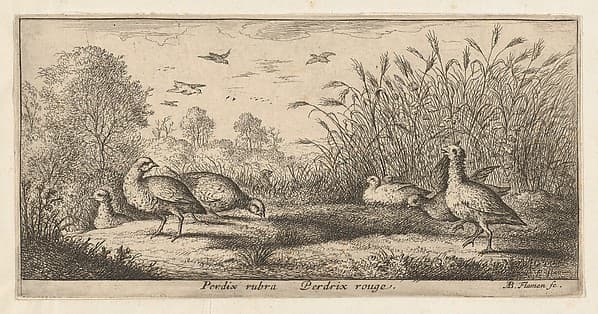 Perdix rubra, Perdix rouge (The Red-Legged Partridge), from "Livre d'Oyseaux" (Book of Birds)