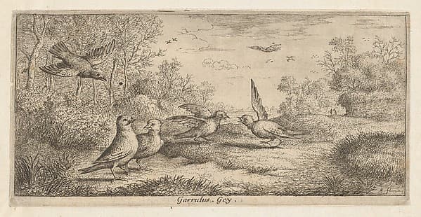 Garrulus, Gey (The Jay), from "Livre d'Oyseaux" (Book of Birds)