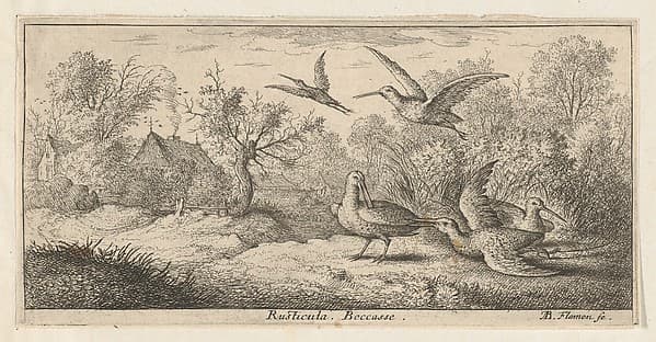Rusticula, Beccasse (The Woodcock), from "Livre d'Oyseaux" (Book of Birds)