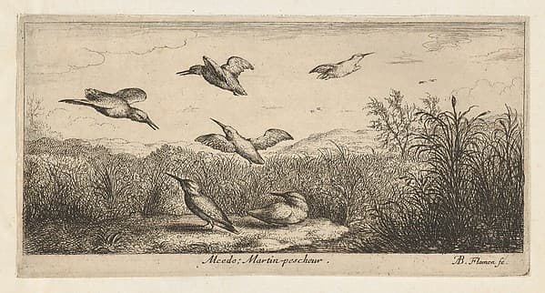Alcedo, Martin-pescheur (The Kingfisher), from "Livre d'Oyseaux" (Book of Birds)