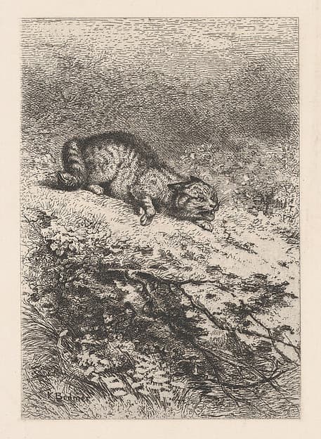 Wild Cat, from "Eaux-Fortes Animaux & Paysages"