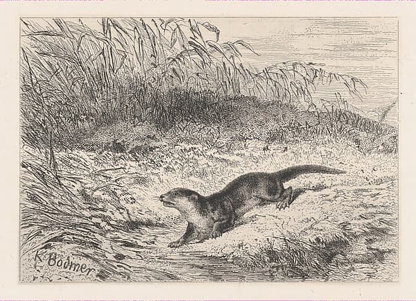 An Otter, from "Eaux-Fortes Animaux & Paysages"