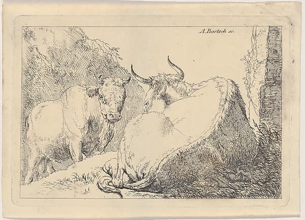 A reclining cow, seen from behind