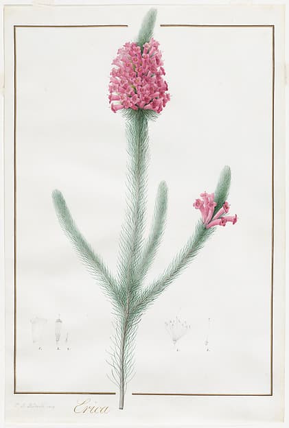 Portrait of Redouté, Pierre Joseph