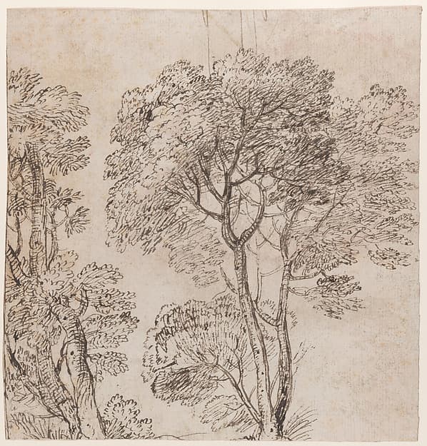 Study of a Group of Trees