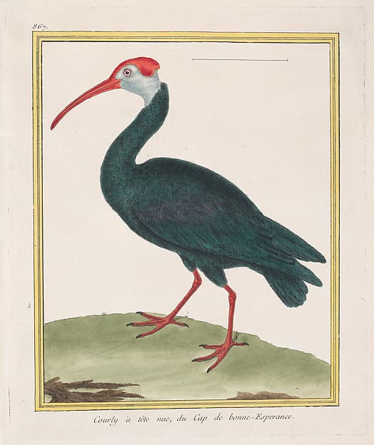 Courly à tête nu, du Cap de bonne Esperance (Bald Ibis from the Cape of Good Hope), from "Histoire Naturelle de Oiseaux"