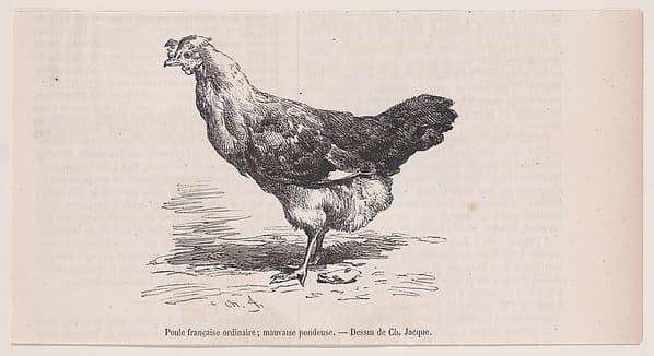 Poule française ordinaire; mauvaise pondeuse.; from Magasin Pittoresque