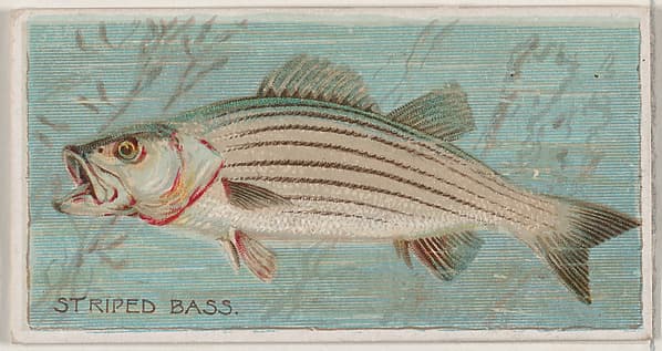 Striped Bass, from the series Fishers and Fish (N74) for Duke brand cigarettes