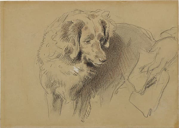 Study of a Dog