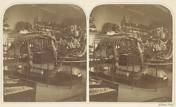 The Megatherium, British Museum