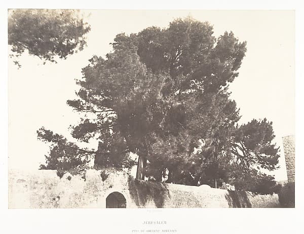 Jérusalem, Pins du Couvent arménien